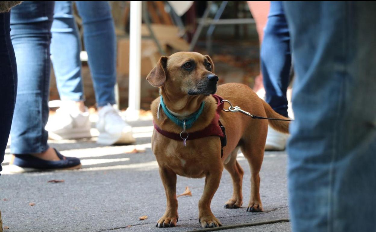 La Junta permite que las mascotas hagan sus necesidades fisiológicas y salgan a la calle más allá de las 20:00 horas.