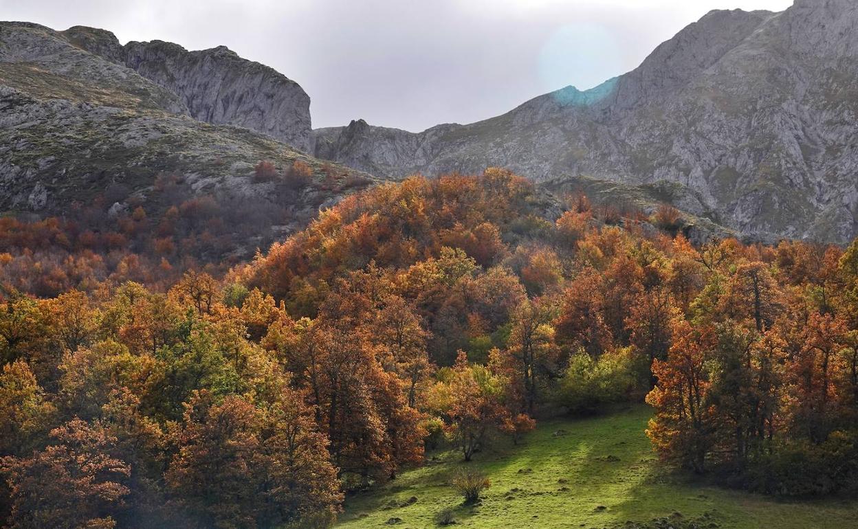 Un hayedo de Picos de Europa.