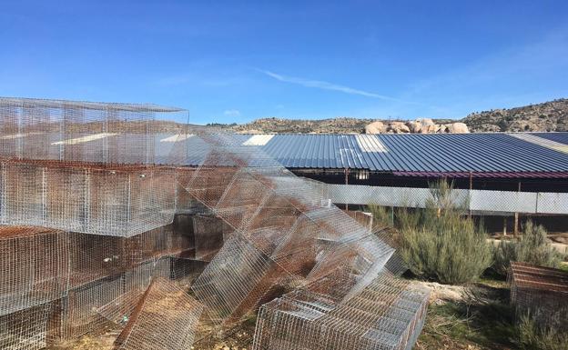 Un millar de visones de una granja de Navatalgordo serán sacrificados por un animal infectado de SARS-CoV-2