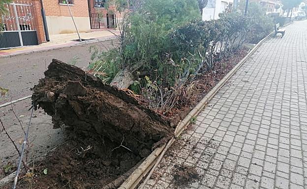 Imagen principal - Vista de los destrozos. 