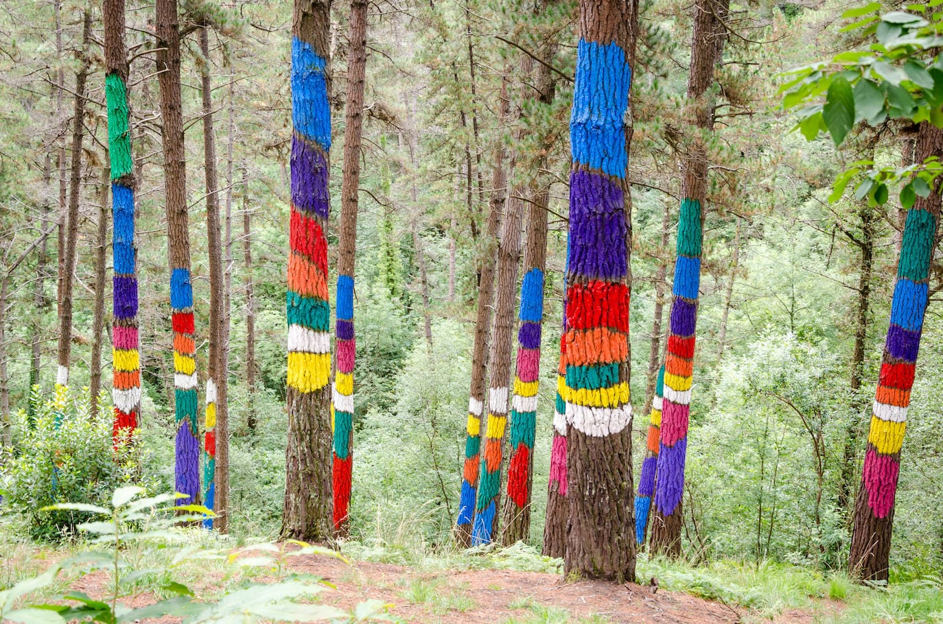 5.- Bosque de Oma (Vizcaya) | Ubicado en la Reserva Natural de Urdaibai, este bosque destaca por tener los troncos de los árboles pintados por el escultor y pintor Agustin Ibarrola. Las leyendas en torno a la magia se apoderan de este rincón haciendo de él un sitio único donde conjugar arte y naturaleza en una misma experiencia. 