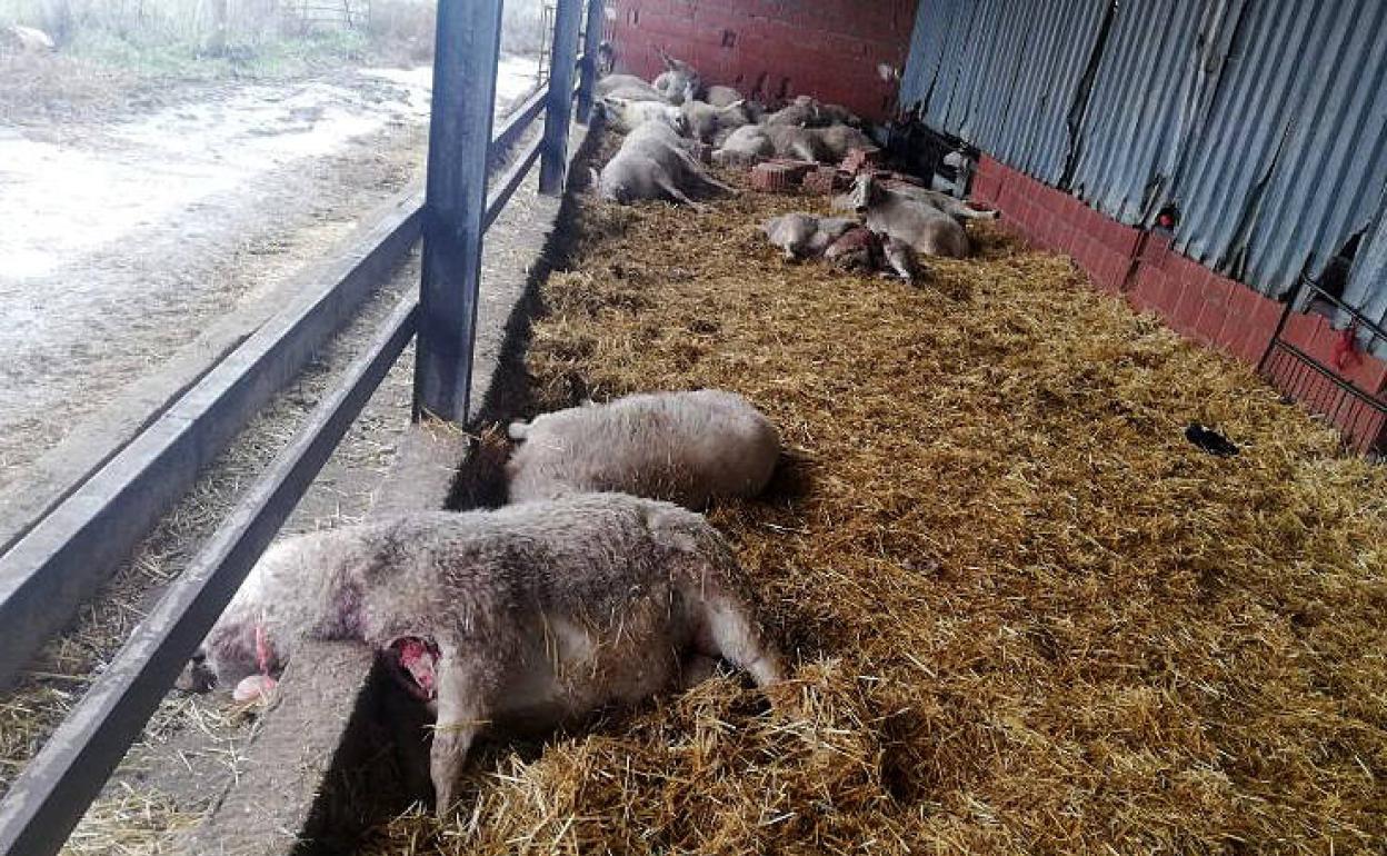 Ovejas atacadas por el lobo en Villalonso. 