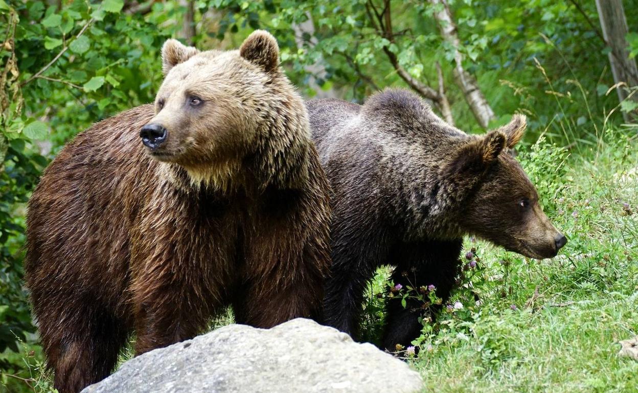 Dos ejemplares de oso pardo. 