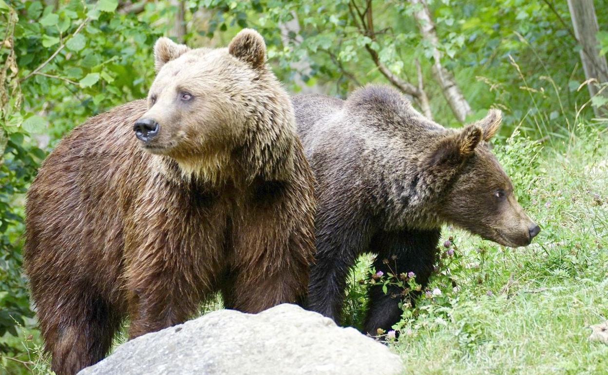 Imagen de dos oso pardo en una imagen en la Cordillera Cantábrica.