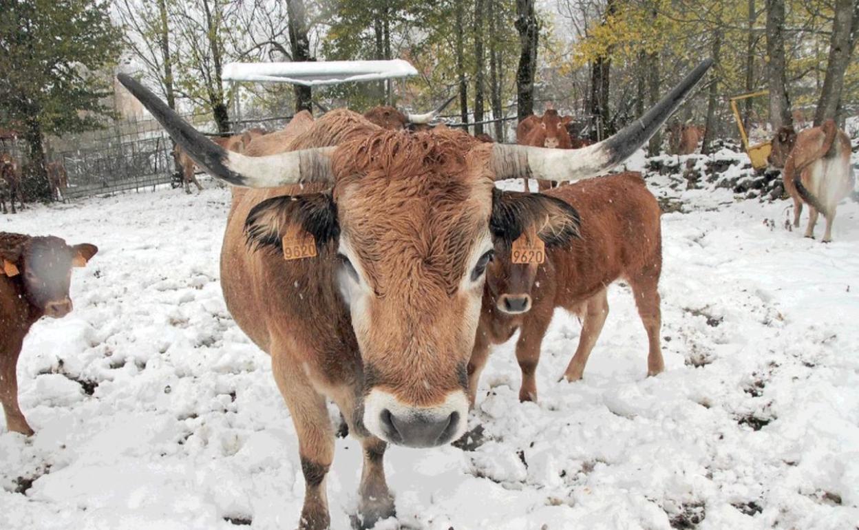 Un rebaño, bajo la nieve en un temporal en la montaña leonesa.