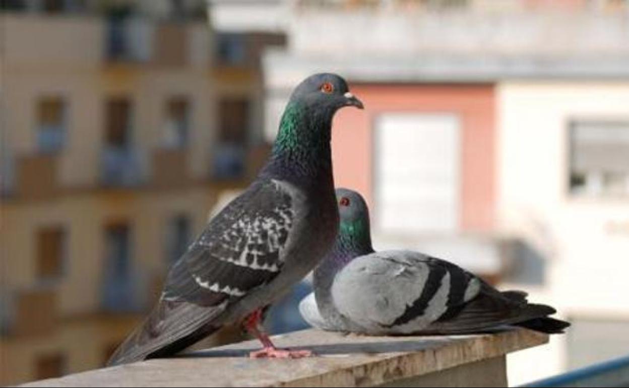 El Ayuntamiento realiza labores de control de plagas en el centro de León