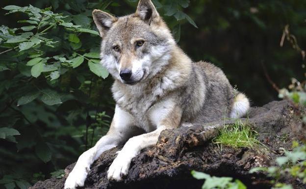 El PSOE plantea que el lobo esté protegido al norte del Duero en la nueva ley autonómica por seguridad jurídica