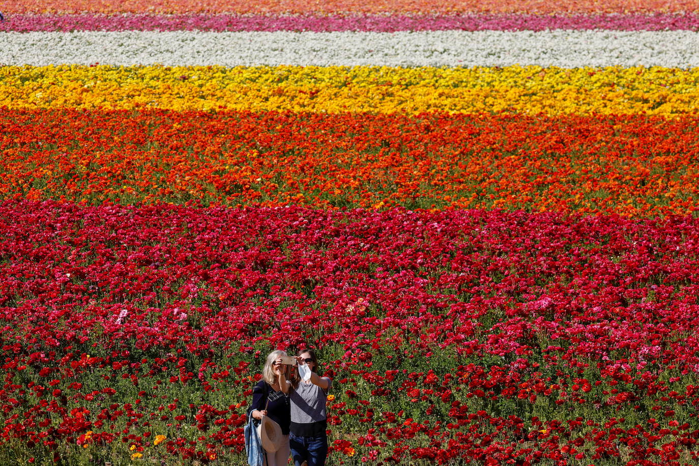 Fotos: Campos de flores de cuento en San Diego (California)