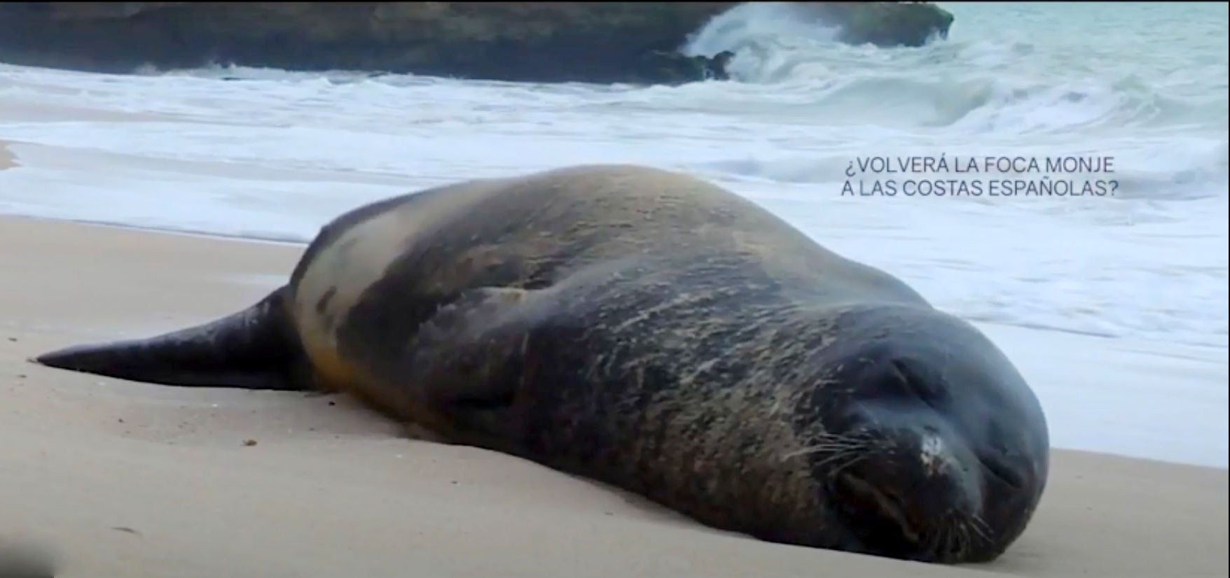 La foca monje es la protagonista del documental en el que participa la ULE: