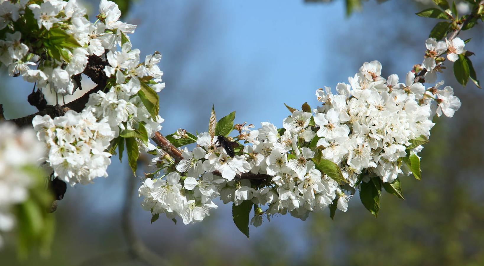 Los cerezos florecen en el Bierzo.