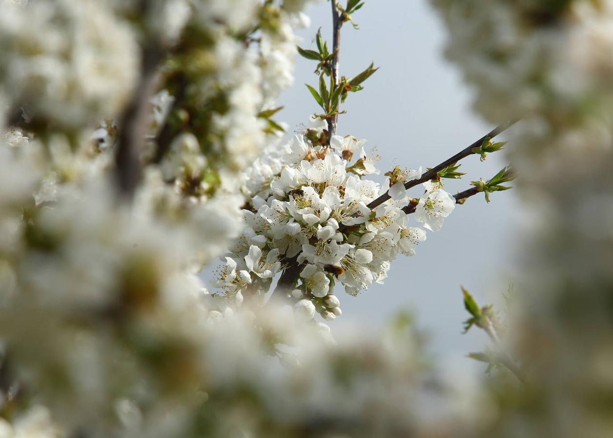 Los cerezos florecen en el Bierzo.