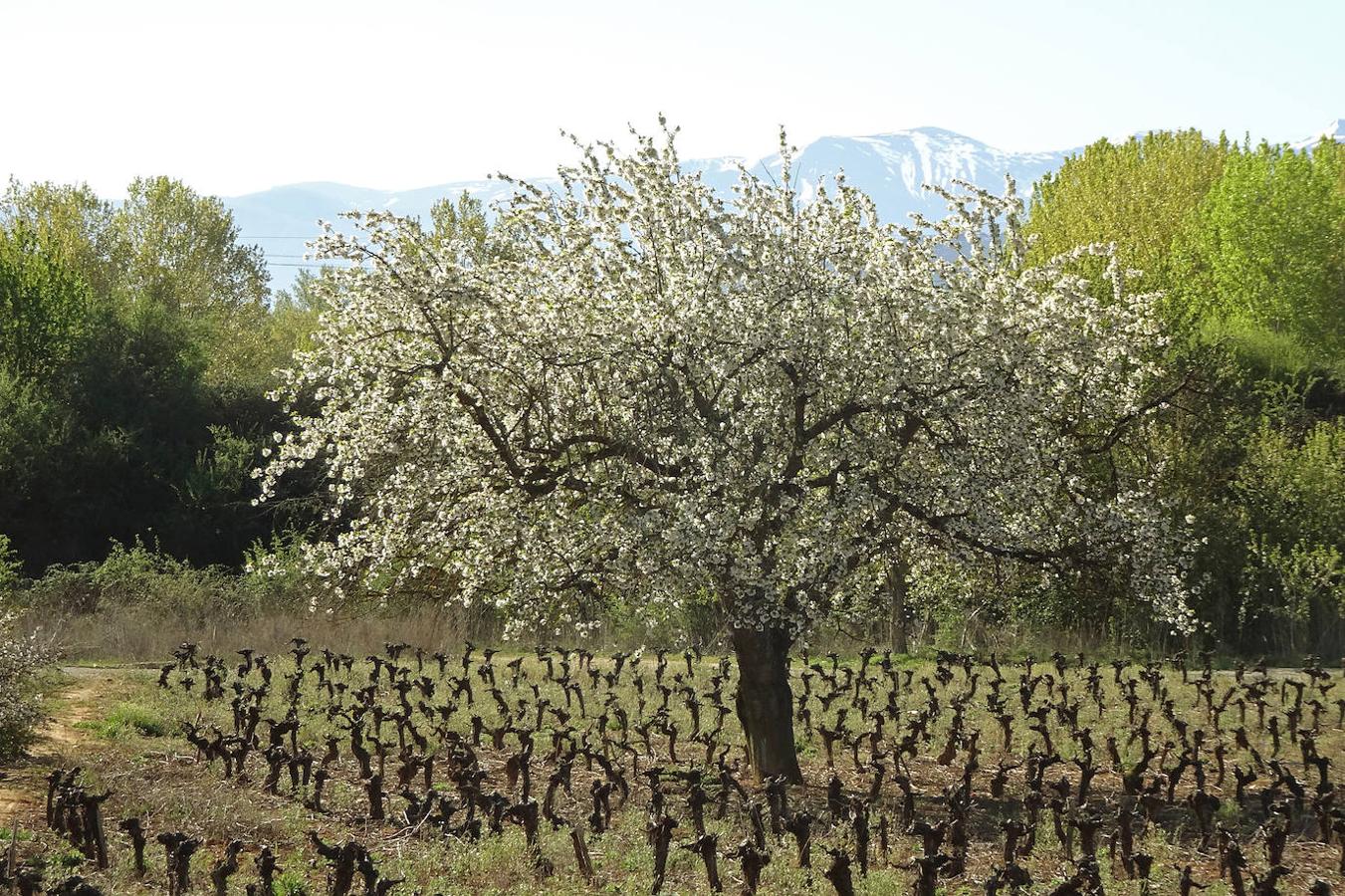 Los cerezos florecen en el Bierzo.