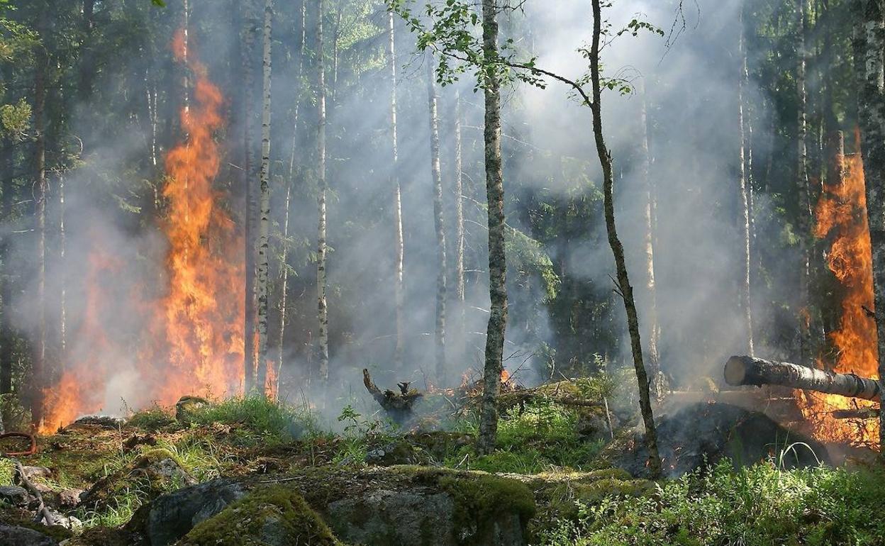 Incendio en un bosque.