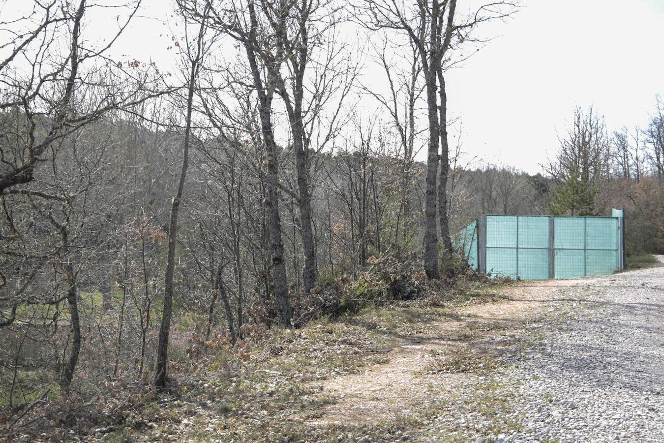 La osezna Éndriga, acogida en Valsemana, volverá en breve al medio natural