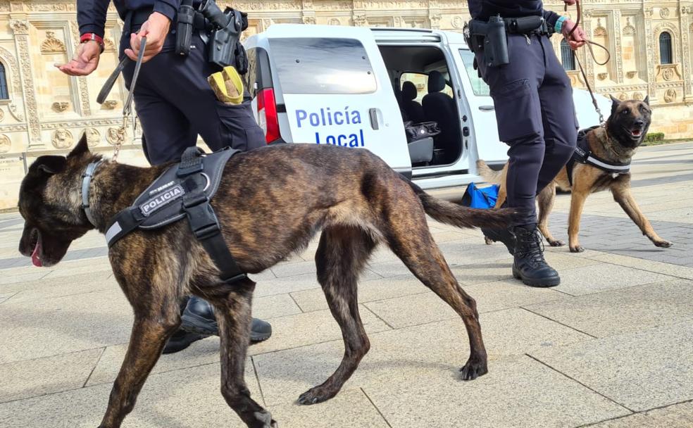 Los dos nuevos agentes de la Policía Local de León, Bruja y Turbo, en su primera actuación pública.