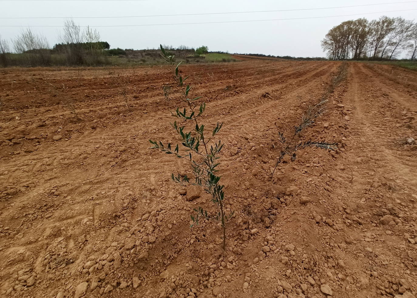 Fotos: Plantaciones de olivo en la comarca del Bierzo