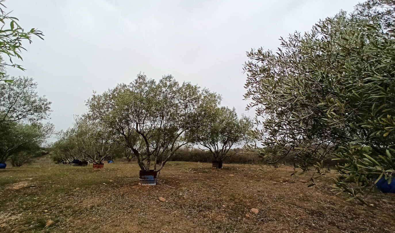 Fotos: Plantaciones de olivo en la comarca del Bierzo