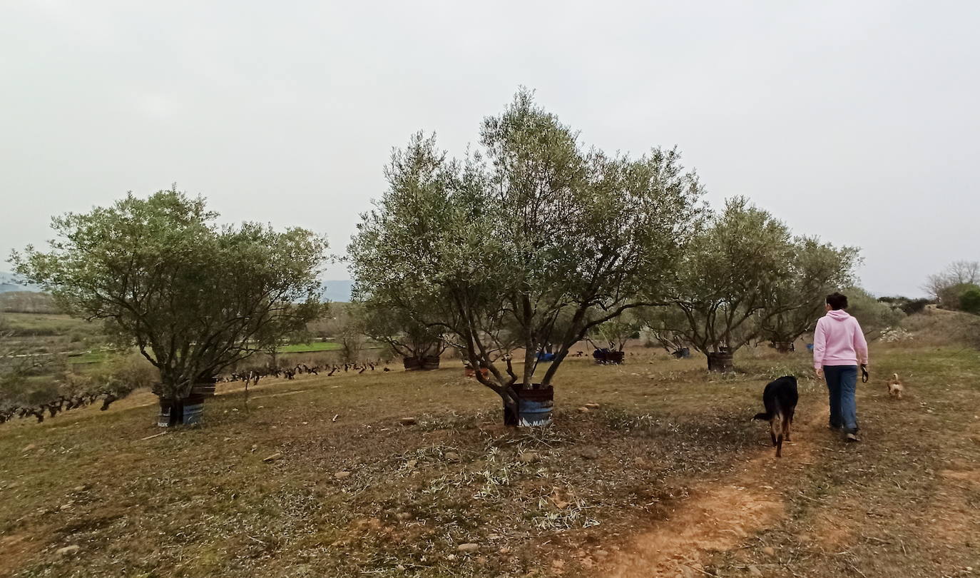 Fotos: Plantaciones de olivo en la comarca del Bierzo