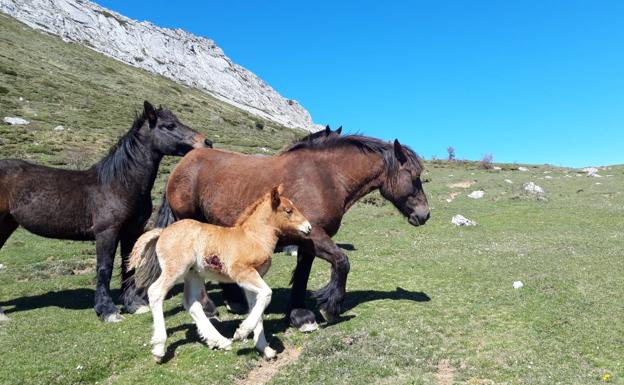 Los lobos se cobran la vida de un potro en el Valle de Anciles y agotan la paciencia de los ganaderos locales