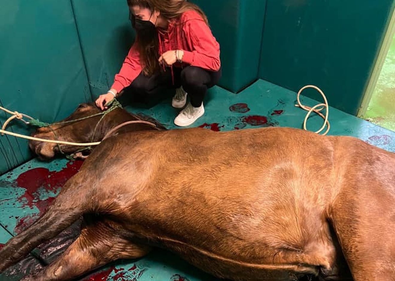 La Guardia Civil investiga «la triste historia» de Azar, el caballo 'asesinado' en Rucayo. Los agentes investigan quién disparó al equino en una finca localizada en la zona de Boñar. El animal fue adquirido para una joven que durante años había soñado con poder cuidar a un caballo. 