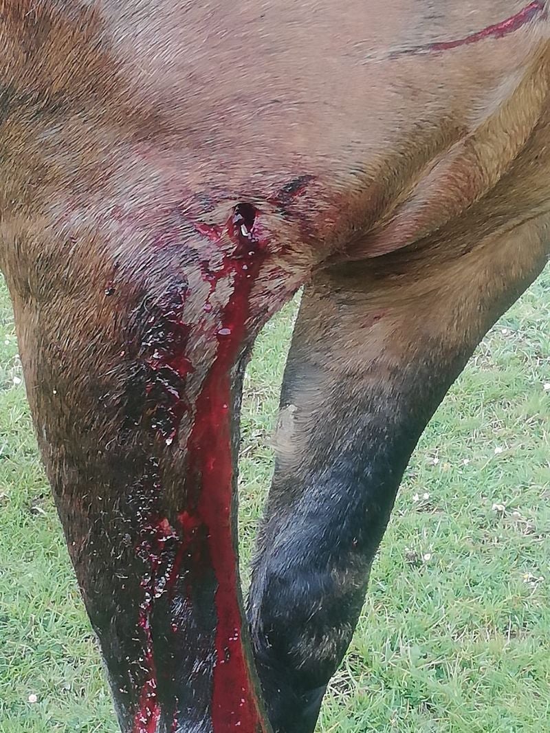 La Guardia Civil investiga «la triste historia» de Azar, el caballo 'asesinado' en Rucayo. Los agentes investigan quién disparó al equino en una finca localizada en la zona de Boñar. El animal fue adquirido para una joven que durante años había soñado con poder cuidar a un caballo. 