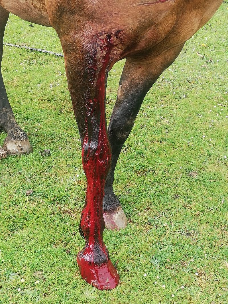 La Guardia Civil investiga «la triste historia» de Azar, el caballo 'asesinado' en Rucayo. Los agentes investigan quién disparó al equino en una finca localizada en la zona de Boñar. El animal fue adquirido para una joven que durante años había soñado con poder cuidar a un caballo. 