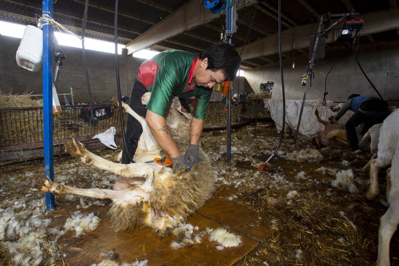 Fotos: Esquiladores uruguayos trabajan en una explotación de Villafrechós