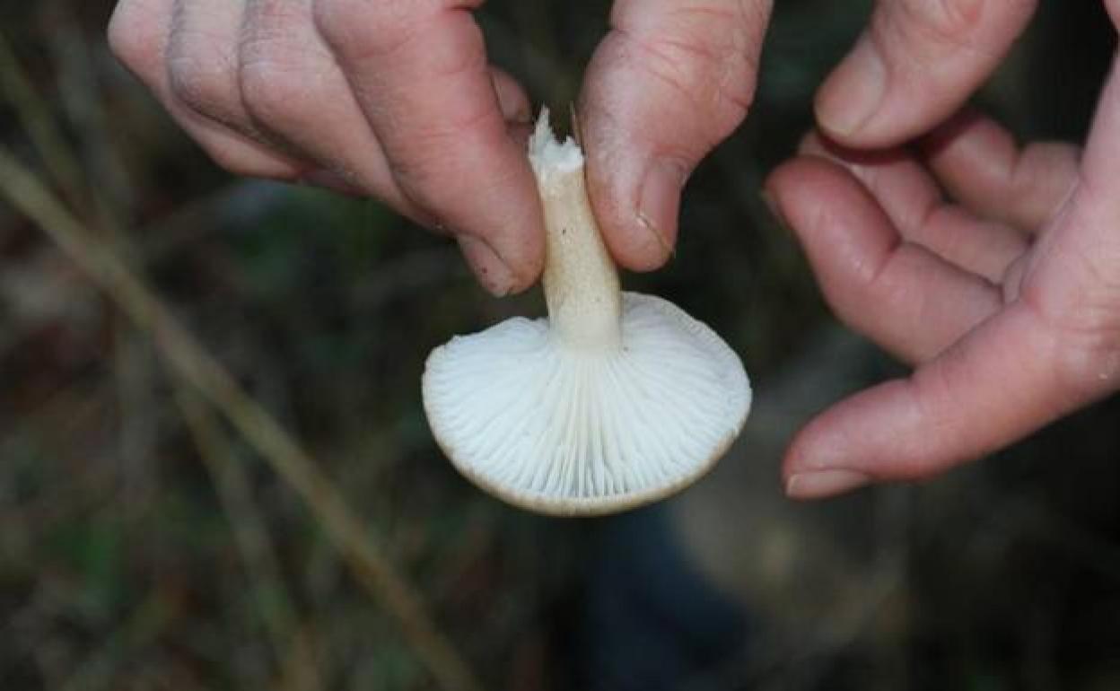 Un recolestor sujeta una seta en sus manos. 