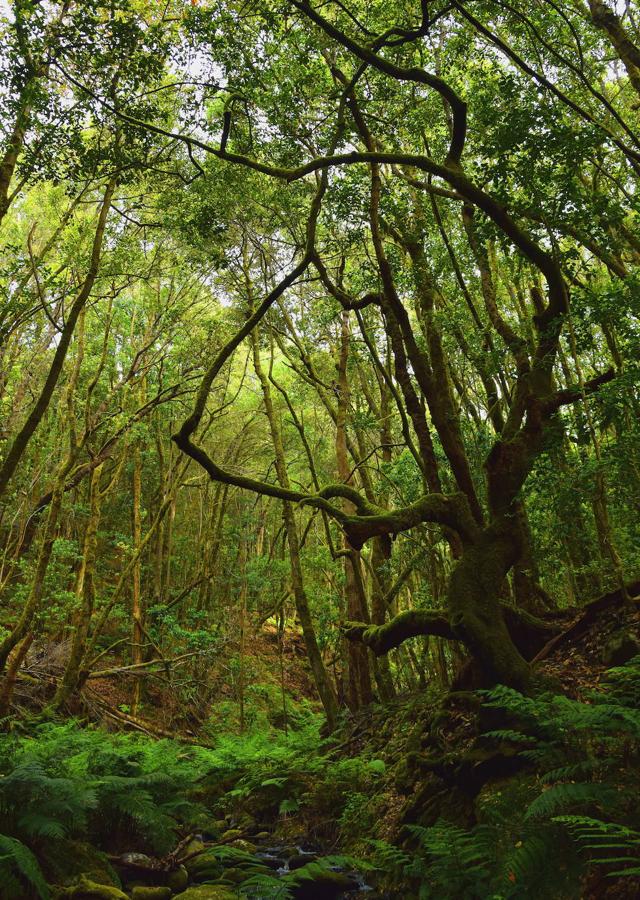 Bosque Encantado (Tenerife): Este bosque ubicado en Tenerife alberga uno de los senderos más interesantes de la Reserva Natural Integral de El Pijaral: el sendero del Bosque Encantado o sendero El Pijaral. En el interior de este bosque encontramos uno de los rincones de mayor valor ecológico de la isla y en el que se puede encontrar la Píjara, un helecho de hasta 3 metros de longitud. Todo ello rodeado de un lugar mágico y casi de cuento que ocupa algo más de 300 hectáreas y que ha sido declarado Reserva Mundial de la Biosfera.