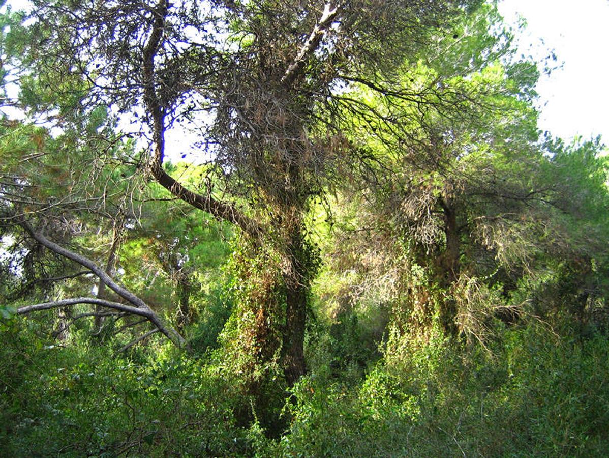 Dehesa del Saler (Valencia): Dehesa del Saler es un bosque mediterráneo de pinos situado entre la Albufera de Valencia y la costa, que cuenta con unas 800 hectáreas de vegetación. Un lugar con una gran diversidad de especies de aves y repleto de posibilidades para los amantes del senderismo, ya que cuenta con numerosas rutas que recorren la dehesa de norte a sur y que van desde los 500 m a los 4 km.