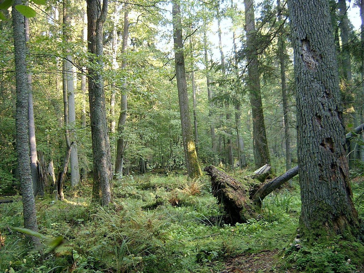 Fotos: Los bosques más impresionantes del mundo, entre los que hay uno de León