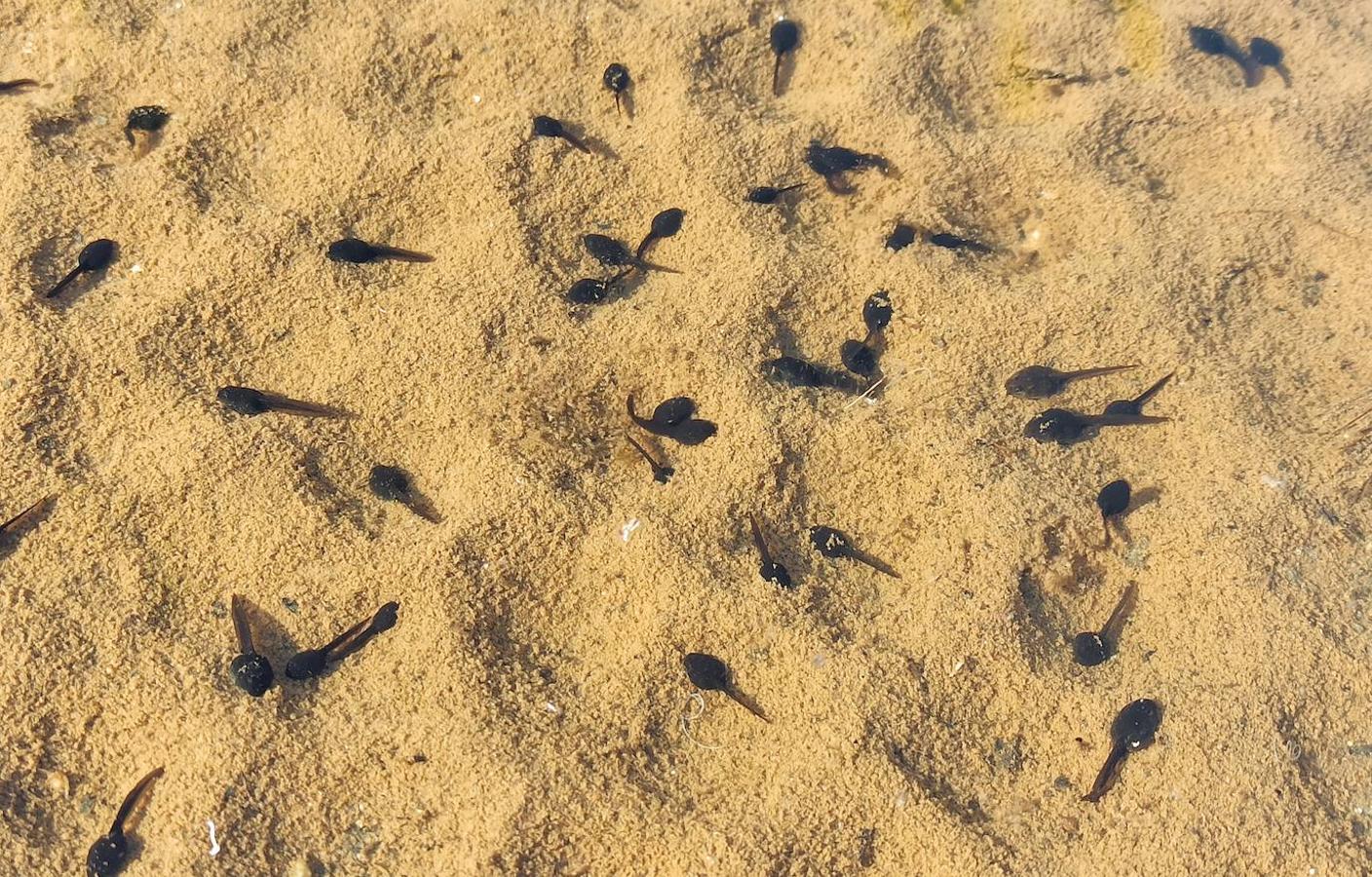 Los pequeños anifibios han dejado imágenes curiosas a su paso por una acequia del municipio