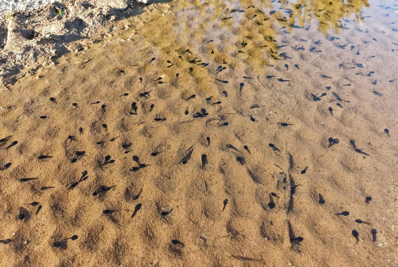 Los pequeños anifibios han dejado imágenes curiosas a su paso por una acequia del municipio