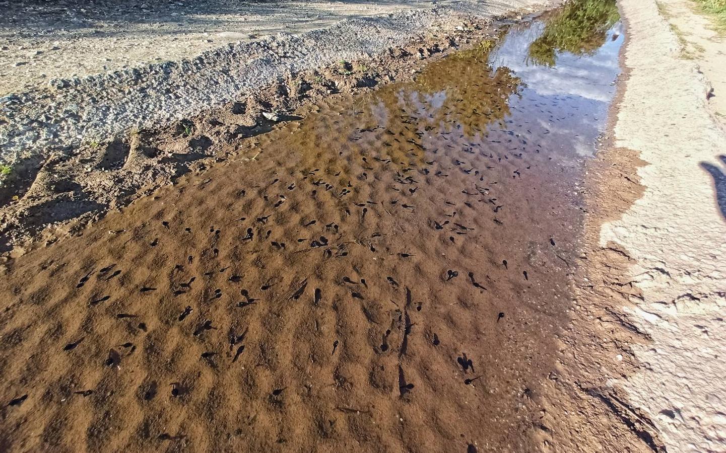 Los pequeños anifibios han dejado imágenes curiosas a su paso por una acequia del municipio