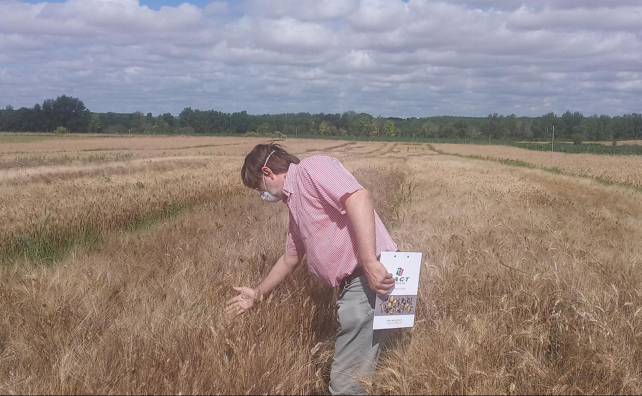 Ensayos sobre el cultivo de trigo duro desarrollados por la cooperativa Valduebro del Grupo AN. 