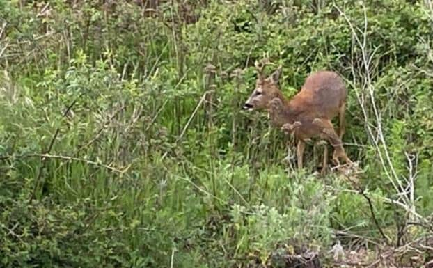 Una pareja de corzos se deja ver en una zona cercana al río Bernesga a su paso por La Lastra.