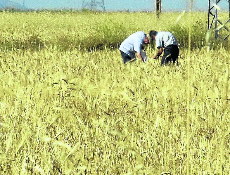 Parcela de cereal, principal producción agrícola de Castilla y León. 