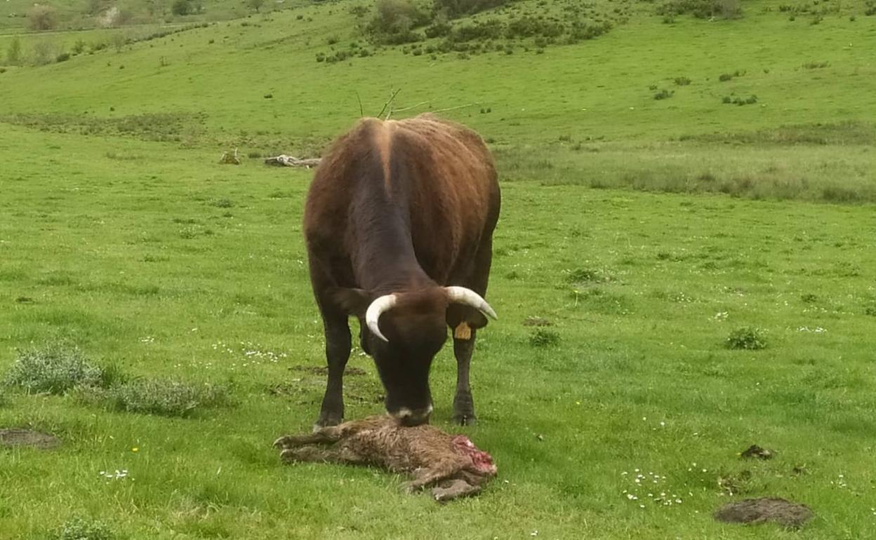 Una vaca observa el cadáver de uno de los terneros víctimas del ataque. 