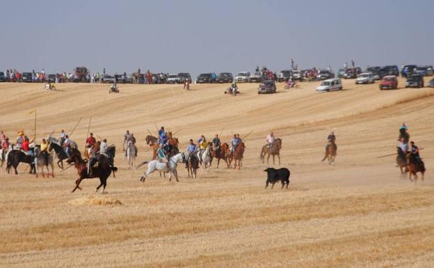 Tradicional encierro de campo durante las fiestas de San Gervasio y San Protasio.