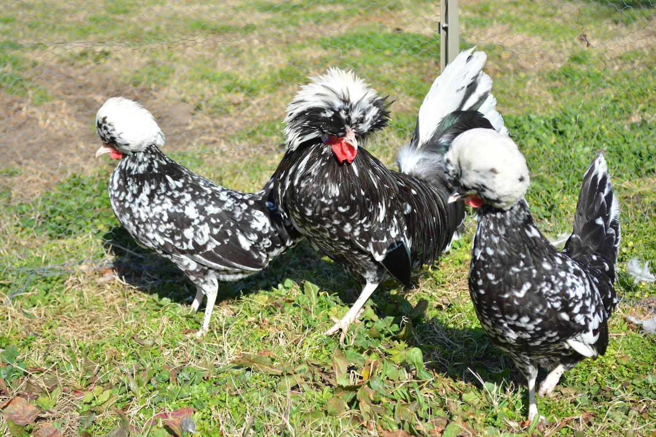 Gallina de raza holandesa moñuda, de origen holandés. Destaca por su copete blanco.