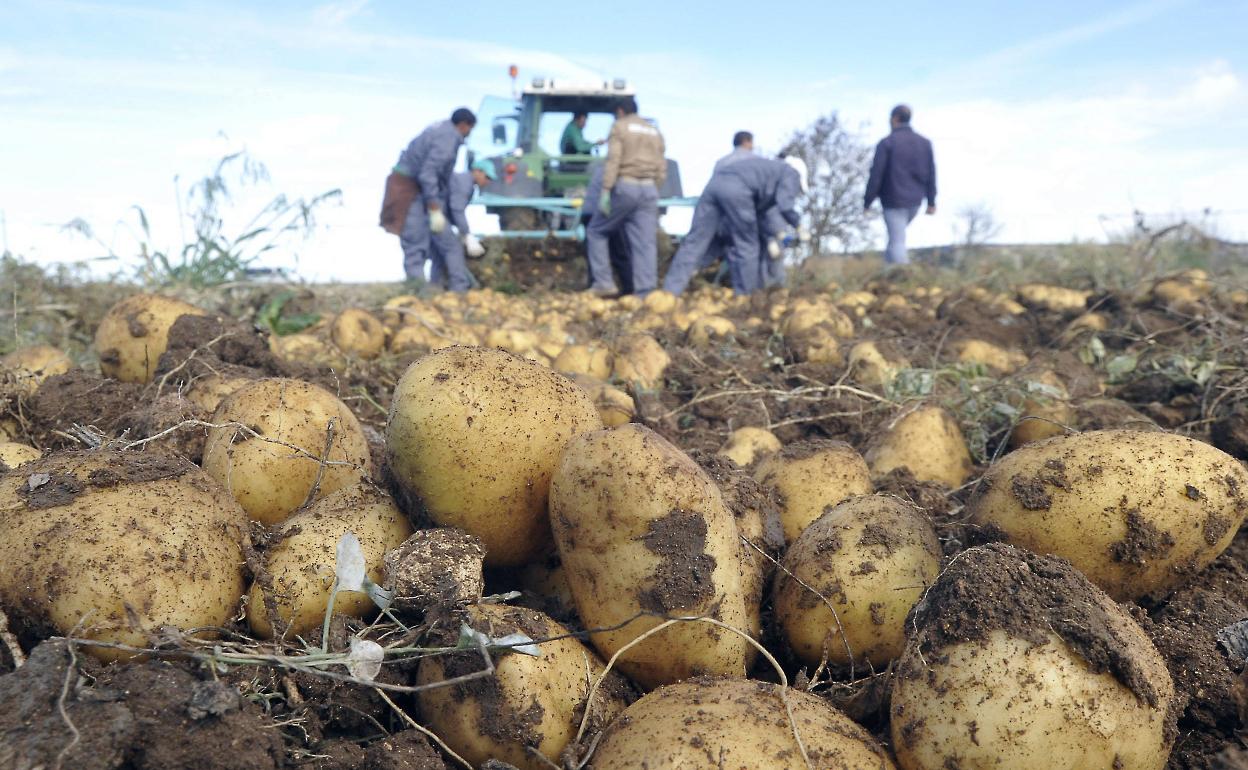 Recogida de patatas por una cuadrilla en la provincia de Valladolid. 