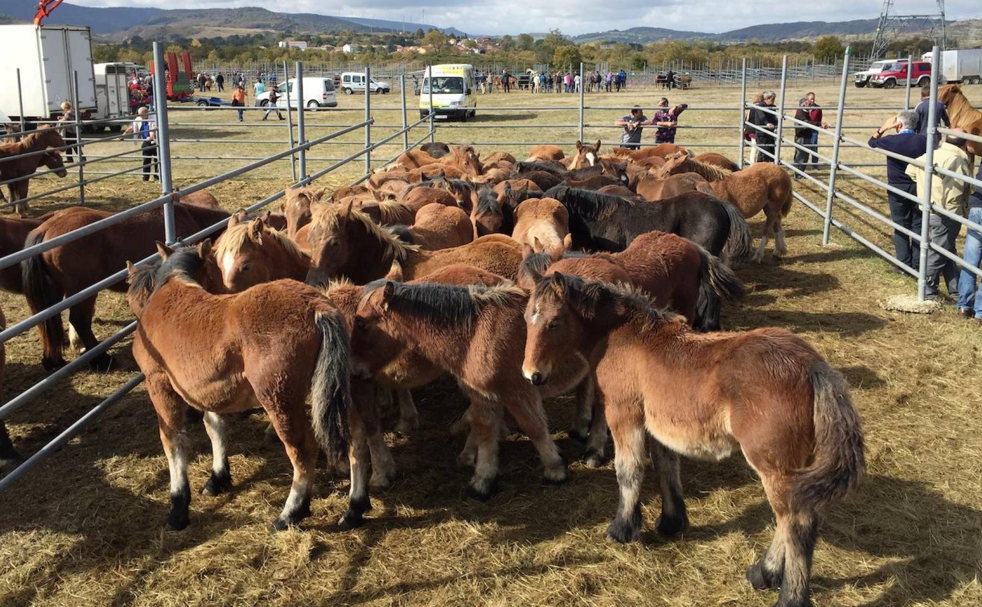 Ganado equino expuesto en una de las ferias de Soncillo.