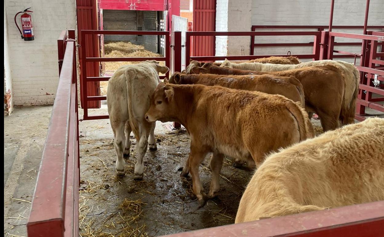 El ganado en los corrales esta mañana en Salamanca. 