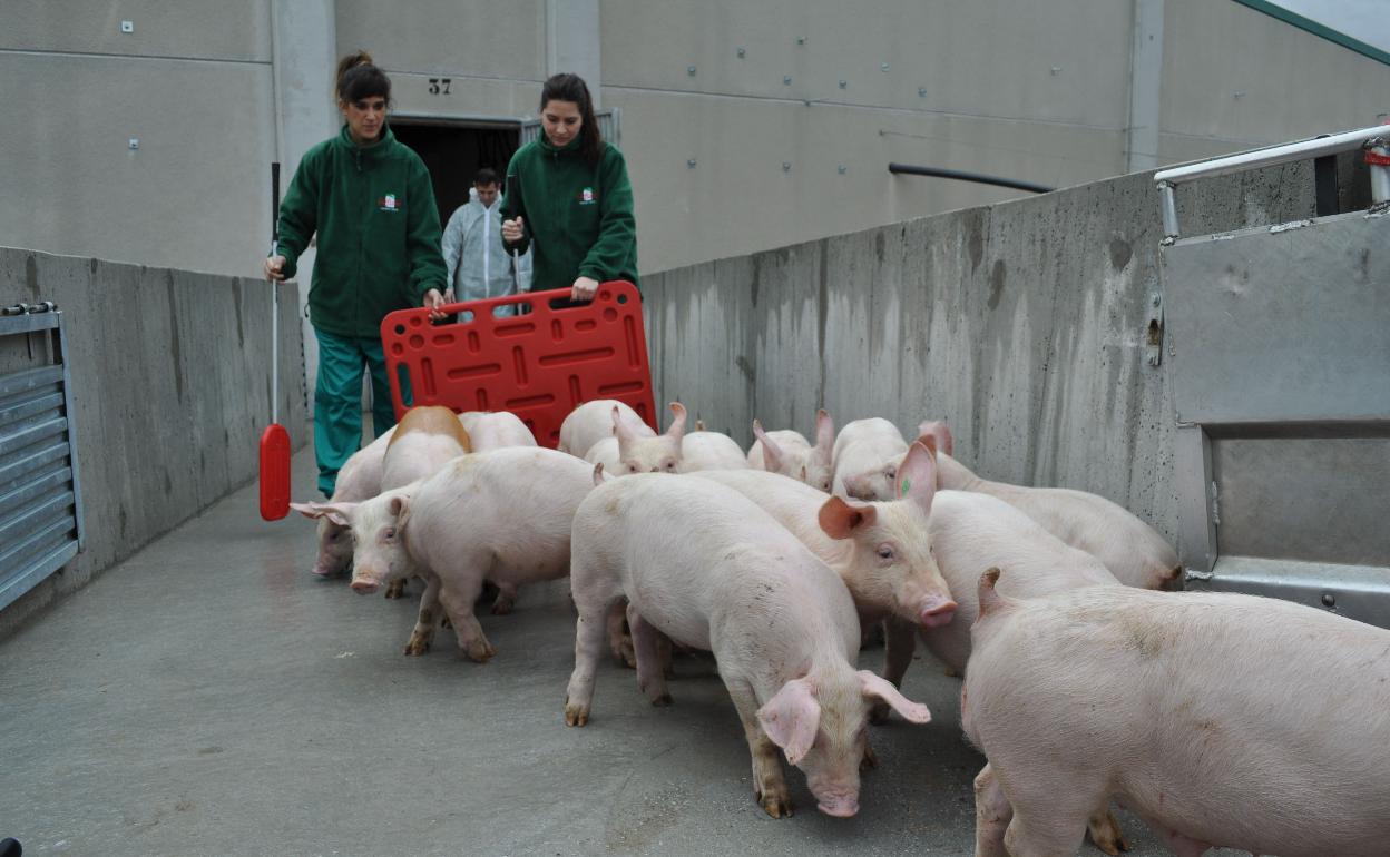 Granja de porcino. 