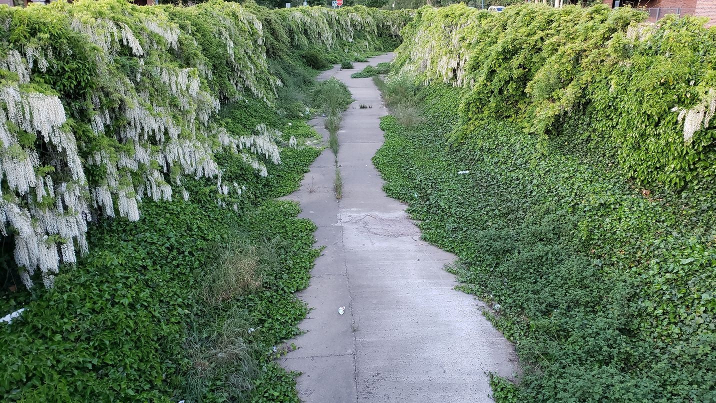 El canal de Carbosillo, en León capital, se convierte en un escenario ajardinado único en la ciudad | Catedráticos de Ecología y Botánica valoran el espacio creado por especies dedicadas a la jardinería y que han terminado colonizando de forma natural este espacio del Área 17 de la ciudad. 