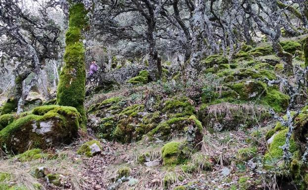 Campos de la Peña, donde se desarrolla la leyenda de 'Las Doncellas de Hoyal'.