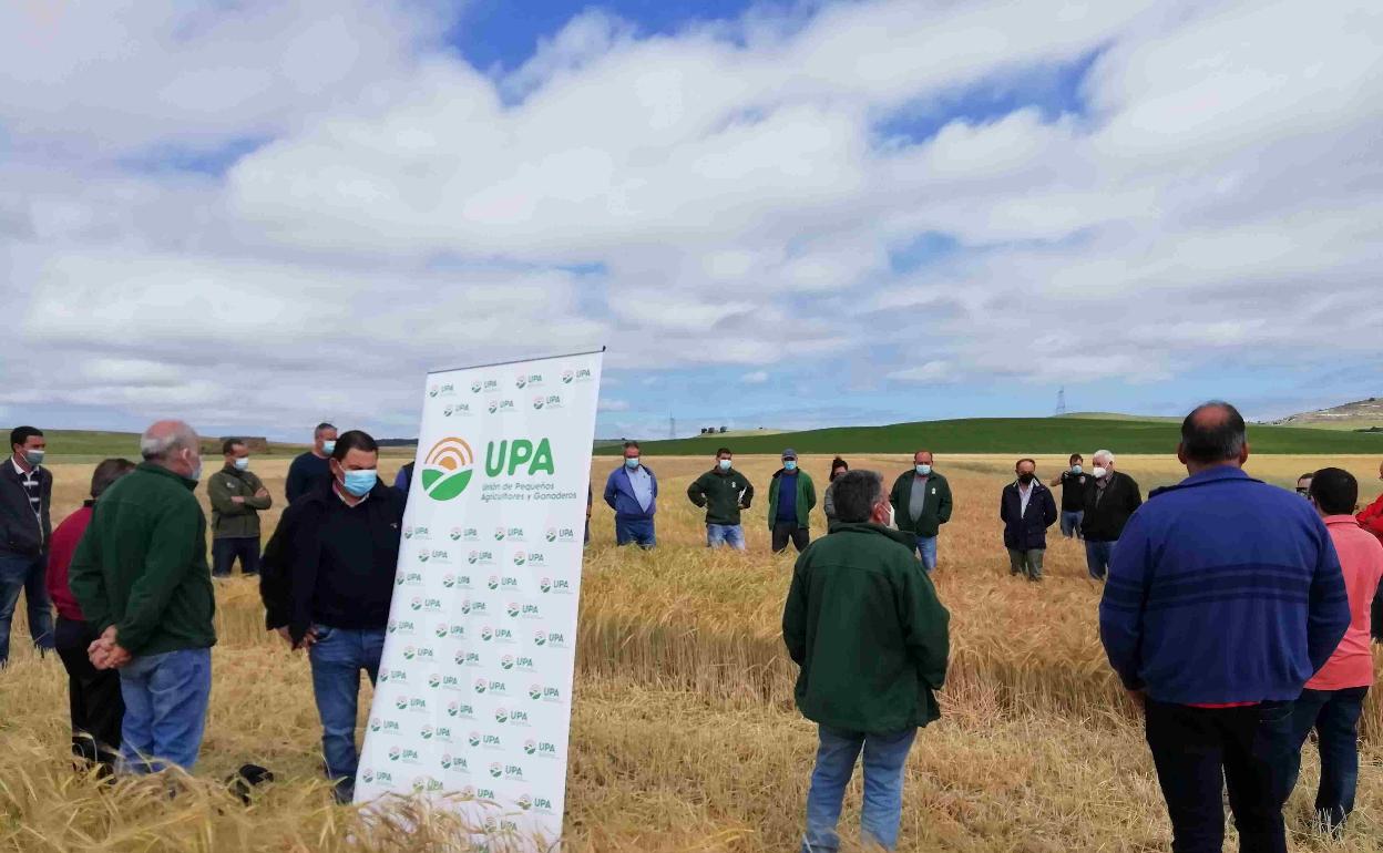 Campo de ensayo de UPA en Palencia. 