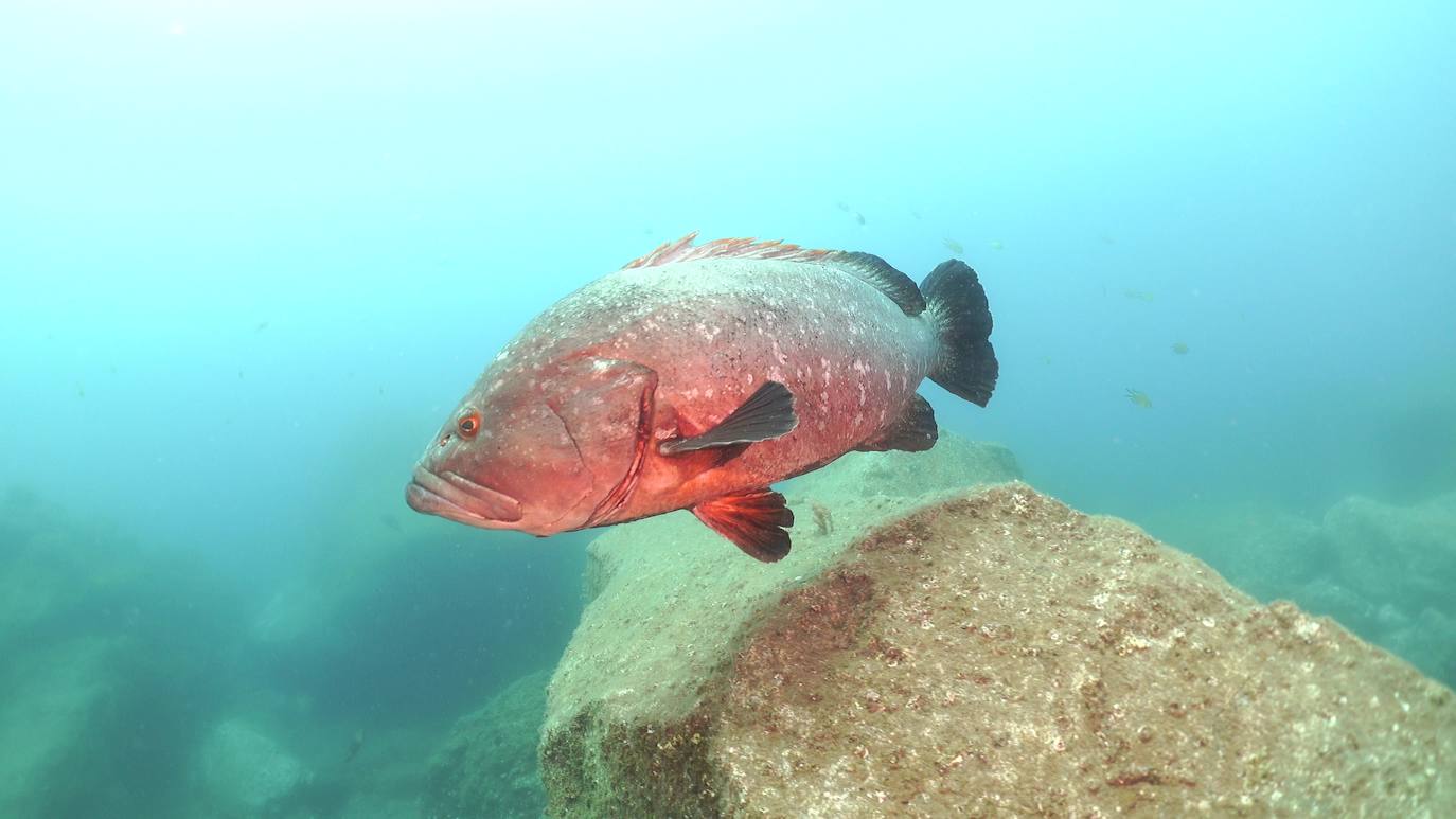 Una expedición con presencia leonesa viajó hasta las islas portuguesas para rodar un documental sobre las focas monje, un animal con apenas 650 ejemplares en el mundo.