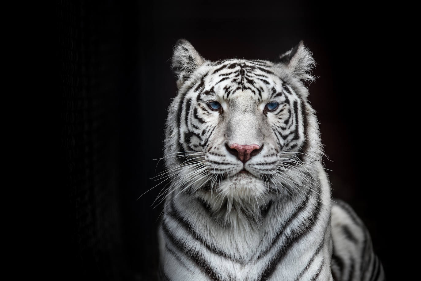 Si los tigres del bengala poseen uno de los pelajes más hermosos de la naturaleza, los que sufren esta mutación son aún más bellos.