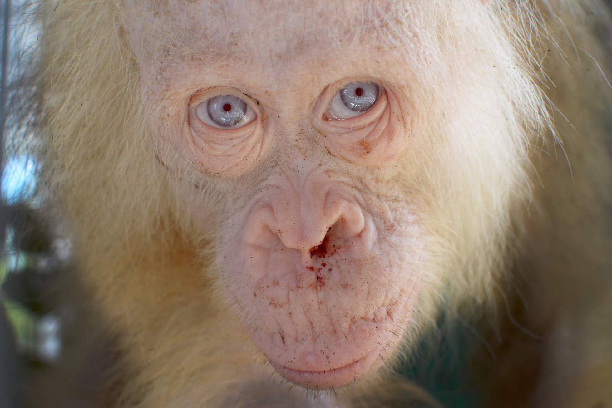 Alba es una hembra de orangután que fue rescatada en 2017 en la isla de Borneo. Los aldenanos la mantenía cautiva ya que pensaban que era algo así como una deidad por su pelaje blanco. Las autoridades locales la entregaron a la Fundación para la Supervivencia del Orangután de Borneo que la liberó poco después en una zona de selva protegida.